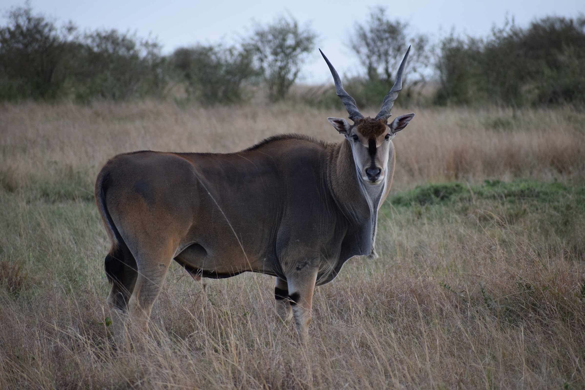 5 Days Safari Adventure Masai Mara +Lakes Nakuru & Naivasha