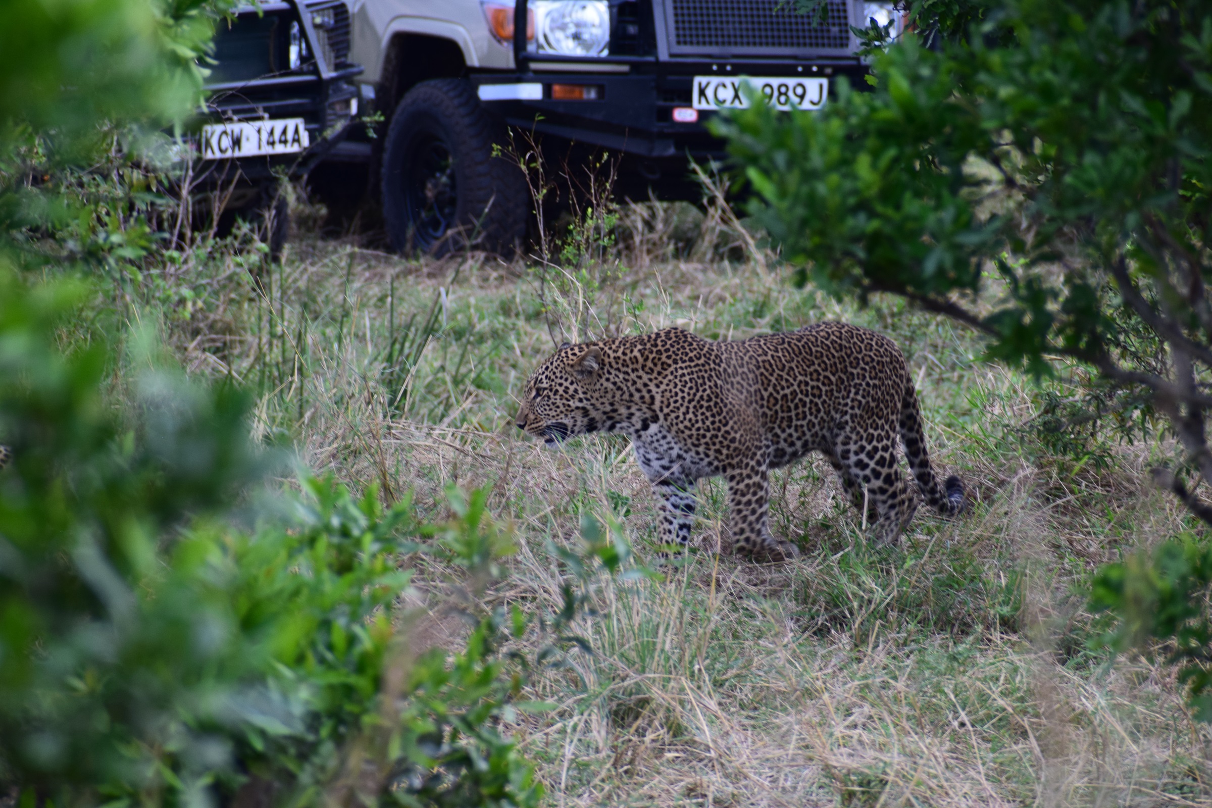 5 Days Safari Adventure Masai Mara +Lakes Nakuru & Naivasha