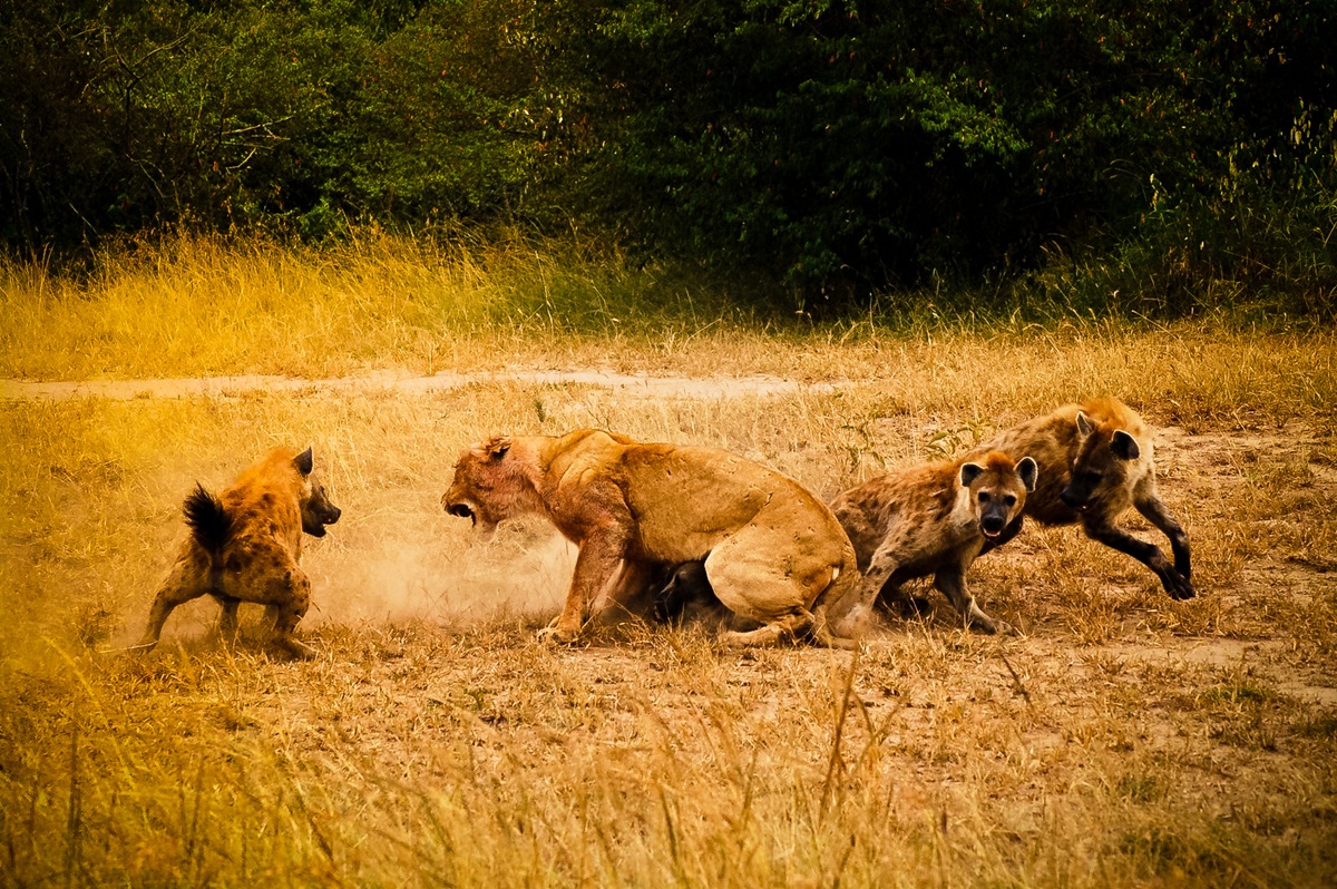 Discover Northern Kenya: Rare Species and Immersive Safari
