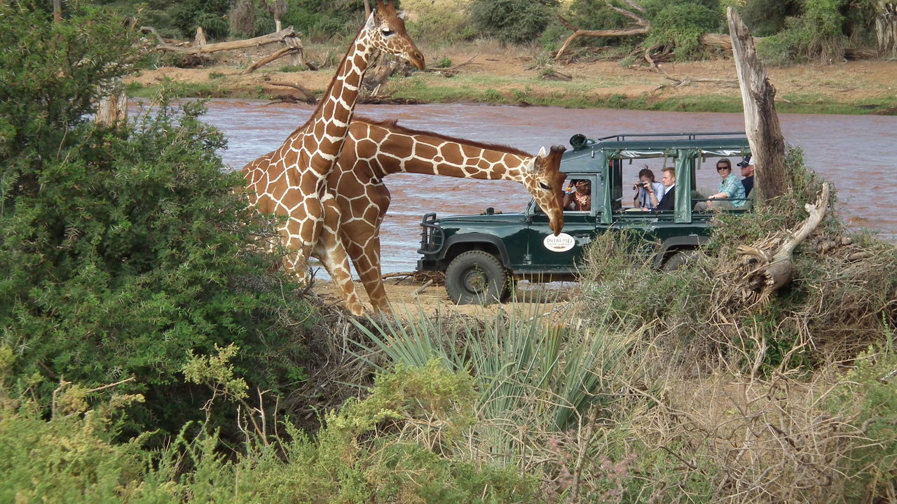 Discover Northern Kenya: Rare Species and Immersive Safari