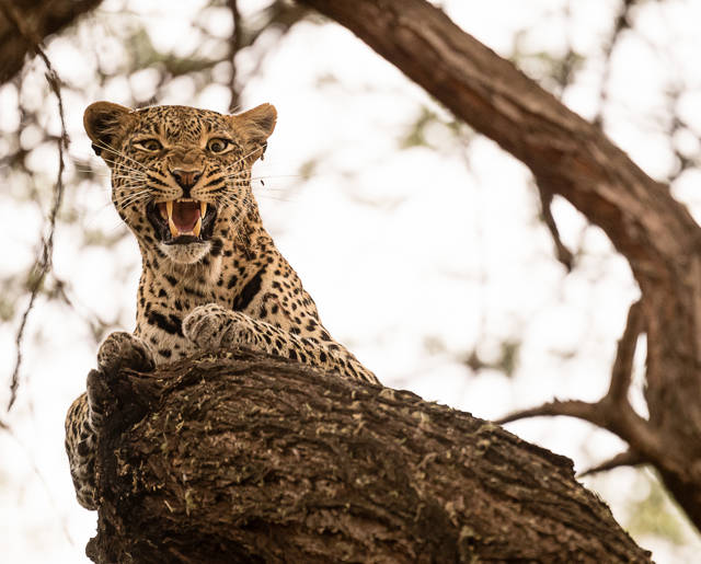 11 Days Wellness, Yoga & Spa Safari