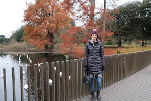 Woman on Bridge Over Pond with Swans and Autumn Trees