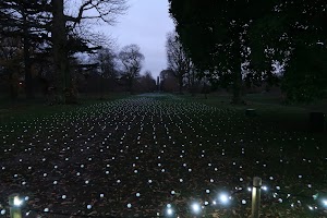 Field of Light Installation at Dusk