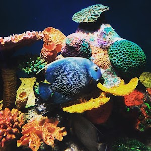 Aquarium.jpg