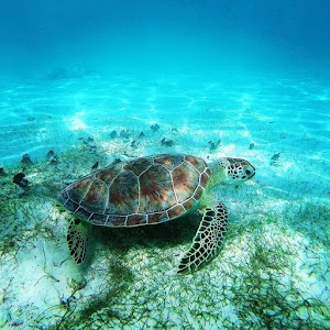 Akumal.jpg