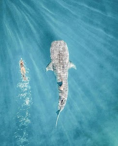 HolboxWhale.jpg