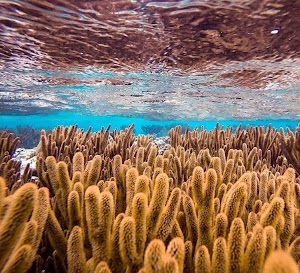 Reef.jpg
