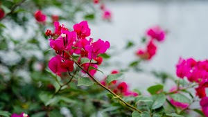 DSC02656.jpg