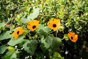 DSC_2232.jpg