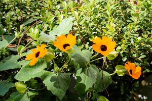 DSC_2233.jpg