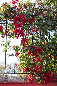 DSC_2244.jpg