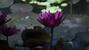 DSC07886.jpg