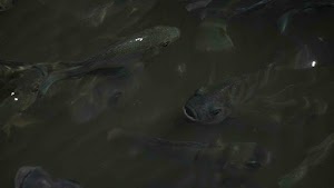 DSC07930.jpg