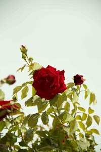 IMG_3543.jpg