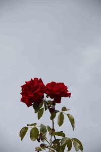 IMG_3570.jpg