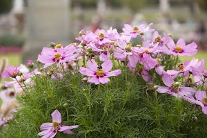 IMG_3681.jpg