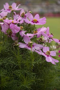 IMG_3781.jpg