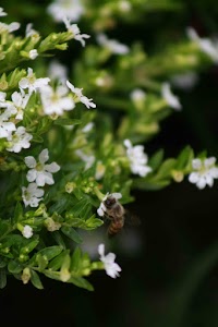 IMG_8108.jpg