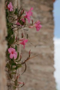 IMG_8749.jpg