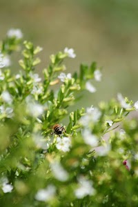 IMG_8806.jpg