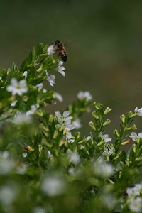IMG_8808.jpg