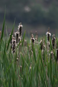 IMG_6329.jpg