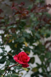 IMG_8022.jpg