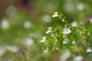 IMG_8773.JPG