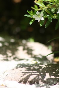 IMG_8793.jpg
