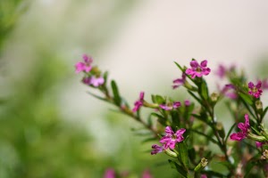 IMG_8795.JPG