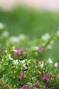 IMG_8823.jpg