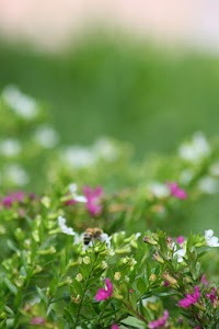 IMG_8825.jpg