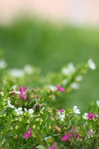 IMG_8827.jpg