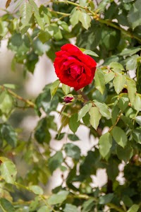 IMG_3558.jpg
