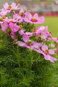 IMG_3781.jpg