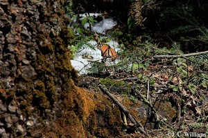 _MG_0130_edited.jpg