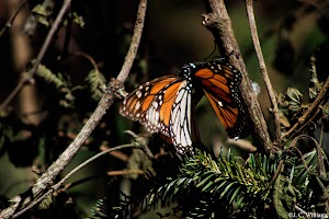 _MG_0139_edited.jpg