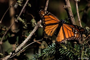 _MG_0141_edited.jpg