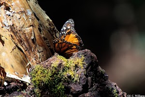 _MG_0149_edited.jpg