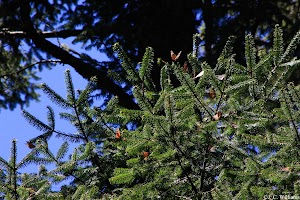 _MG_0165_edited.jpg