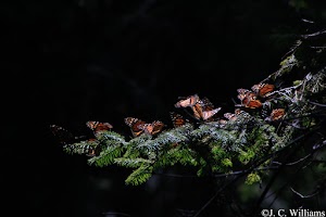 _MG_0197_edited.jpg