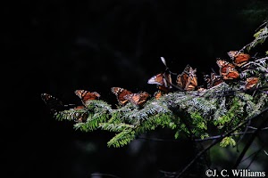 _MG_0198_edited.jpg