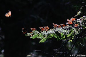 _MG_0199_edited.jpg