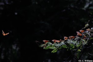 _MG_0202_edited.jpg