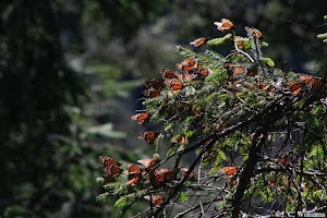 _MG_0203_edited.jpg