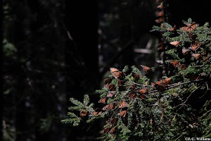 _MG_0212_edited.jpg