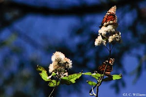 _MG_0217_edited.jpg