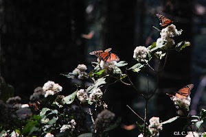 _MG_0226_edited.jpg