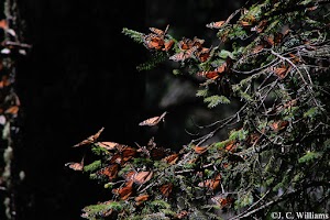 _MG_0229_edited.jpg
