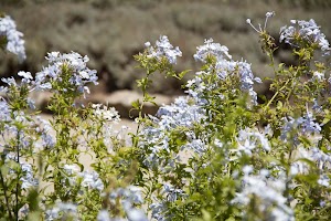 IMG_1724.jpg